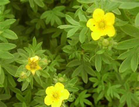 Купить семена Лапчатка Potentilla Klondike в Москве: доставка семян по ...
