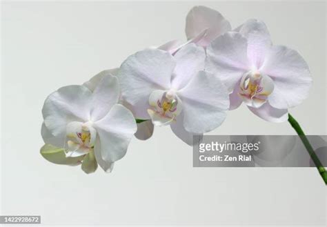 182 Light Pink Orchids Stock Photos, High-Res Pictures, and Images - Getty Images