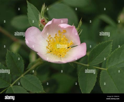 wild rose / Wilde Rose Stock Photo - Alamy