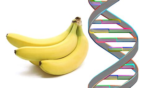 Estrazione Del Dna Dalla Banana Scienze Integrate