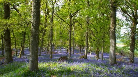 Bluebell Woods Blanketing These Ancient Woods With Their D Flickr