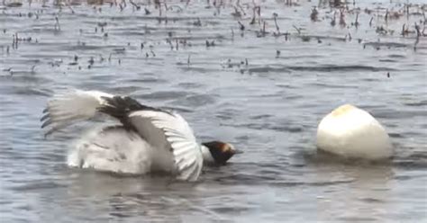 The Mating Dance of the Hooded Grebe was Filmed for the First Time and ...