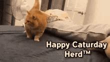 Happy Caturday Happy Caturday Herd Happy Caturday Caturday Happy