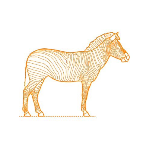 Plains Zebra Equus Quagga Dimensions Drawings Dimensions