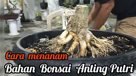 Cara Menanam Bonsai Anting Putri Mengunakan Pot Besar Youtube