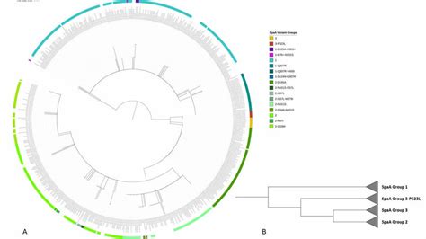 A Raxml Maximum Likelihood Phylogeny Of Spaa Protein Sequences Over