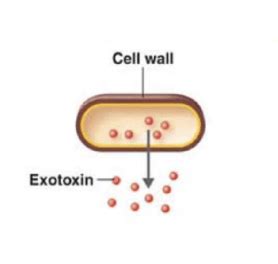 Bio Amoroso Ch Microbial Life Microbe Evolution Flashcards Quizlet