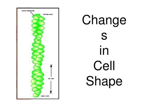 Ppt Microfilaments And Microtubules Powerpoint Presentation Free Download Id 3654654