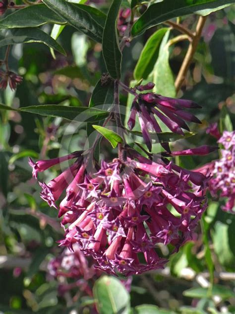 Cestrum Cultum Cretan Purple Cretan Purple Jessamine Information And Photos