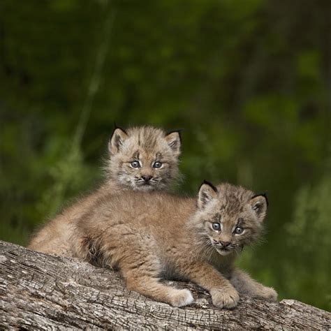 Two Canada Lynx Lynx Canadensis Kittens Photograph by Richard Wear - Pixels