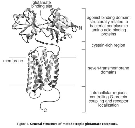 Metabotropic Glutamate Receptors Introduction Bpsiuphar Guide To