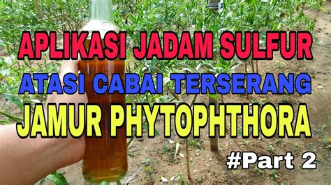 Cara Aplikasi Jadam Sulfur Atasi Cabai Terserang Jamur Phytophthora