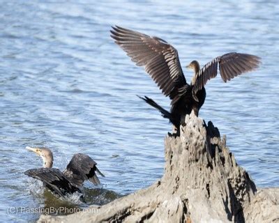 Anhinga vs Cormorant | Passing By Photo