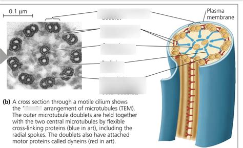 flagellum Specifics Diagram | Quizlet