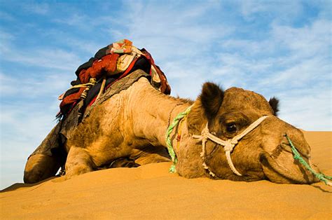 7,400+ Camel Rajasthan Stock Photos, Pictures & Royalty-Free Images ...