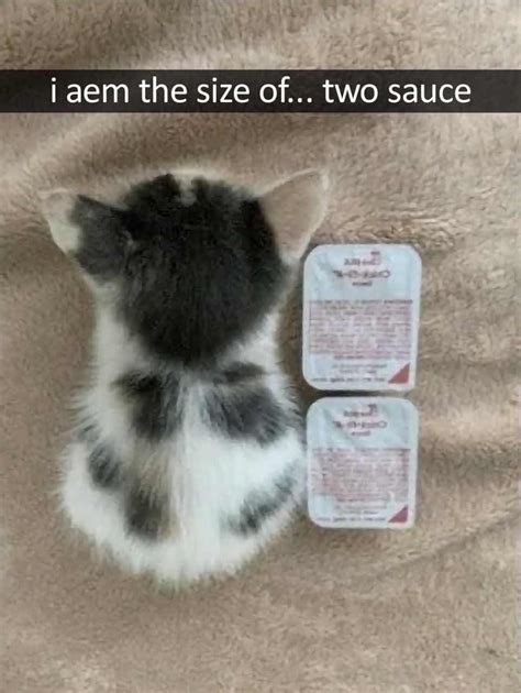 i aem the size of 2 sauce | Chick-fil-a Sauce Cat | Know Your Meme