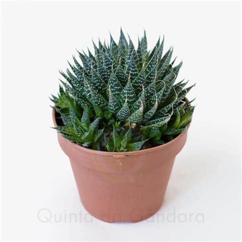 Aloe Aristata Cactos E Suculentas Viveiros Quinta Da G Ndara