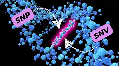 SNPs Archives – Genetic Education