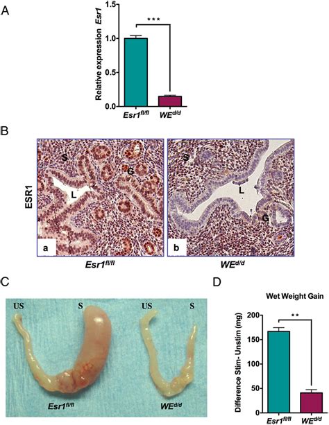 Uterine Epithelial Esr1 Is Indispensable For Stromal Cell Download