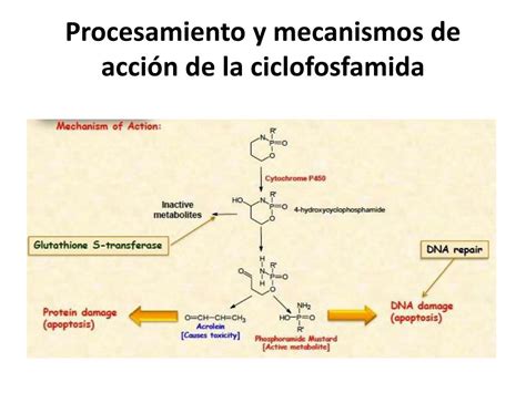 Ciclofosfamida Mecanismo De Ação Braincp