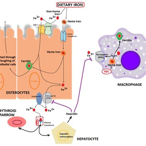 Overview Of Intestinal Iron Absorption And Metabolism Involving Download Scientific Diagram