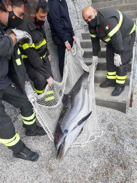 Delfino Spiaggiato Sul Litorale Di Bergeggi IVG It