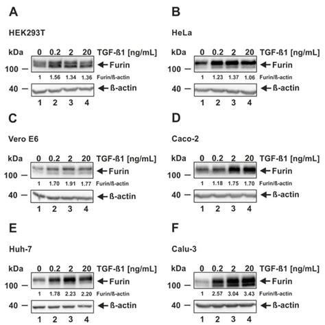 Induction Of Furin Expression By Tgf ß1 A Hek293t B Hela C