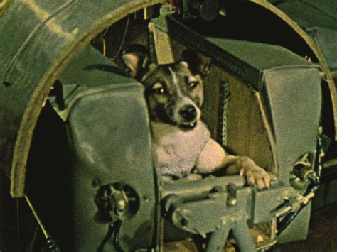 Laika the space dog: First living creature in orbit | Space