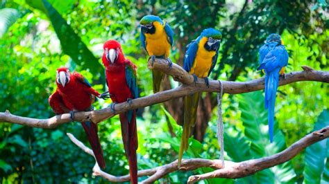 Many colorful parrots on a tree branch