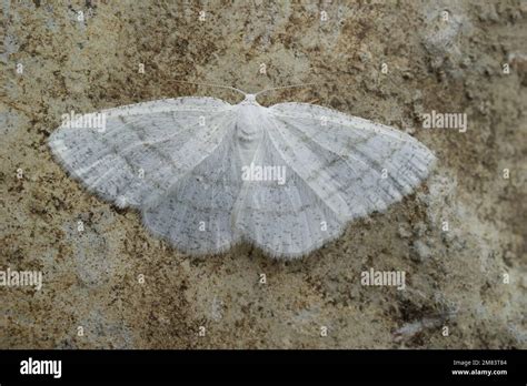 Closeup On The Common White Wave Geometer Moth Cabera Pusaria With