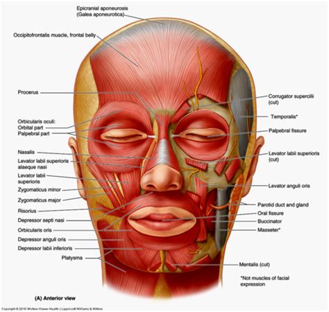 Gross Anatomy The Face And Infratemporal Fossa Exam 2 Flashcards