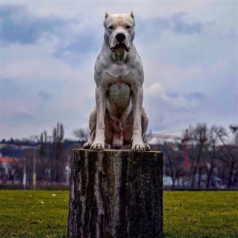 De Ultimo Corredor dogos on Instagram: “King breed of all of the breeds. 👇👇👇👇👇👇👇👇👇👇👇👇👇👇👇 . 👉 ...