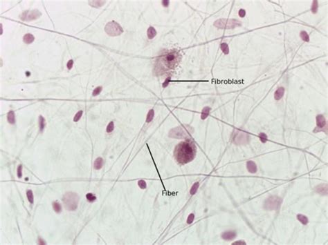 Psio Lab 3 Connective Tissue And Integumentary System Flashcards