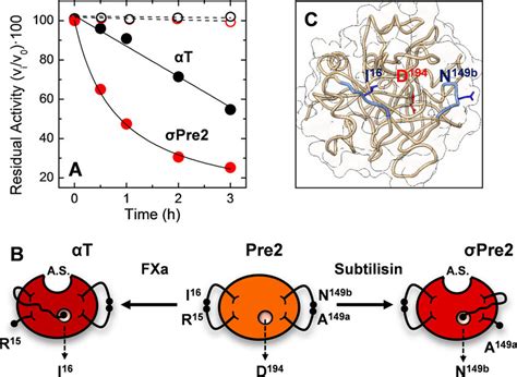 Mechanism Of Zymogen Activation In Pre And T A Effect Of Time Course