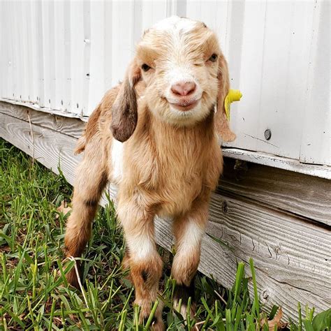 Goodspeed Acres on Instagram: “Hope you all goat smiles on this ...