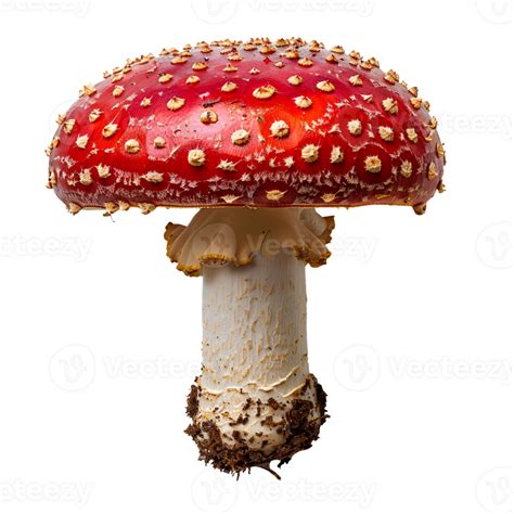 Fly Agaric Mushroom Isolated Red Mushroom With Polka Dots Isolated