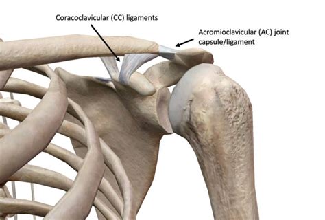 Ac Joint Injury Randwick Physio The Movement Centre