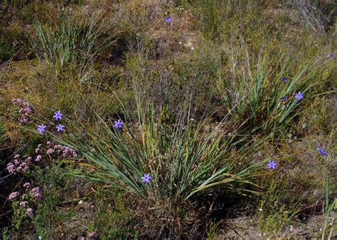 Agrostocrinum Scabrum Ssp Scabrum Brixton St Nature Reser Flickr