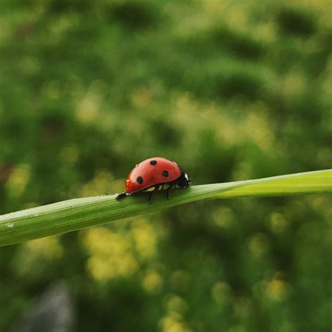 How to Tell the Difference Between Good Ladybugs and Bad Ladybugs ...