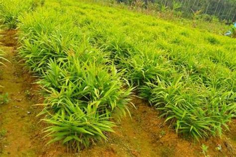 Cara Menanam Jahe Merah Agar Tumbuh Subur Dan Melimpah