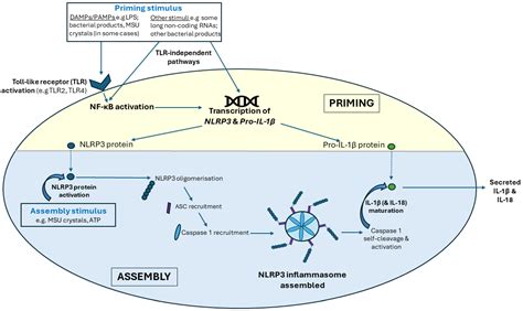 Gucdd Free Full Text Circadian Rhythms In Nlrp3 Inflammasome