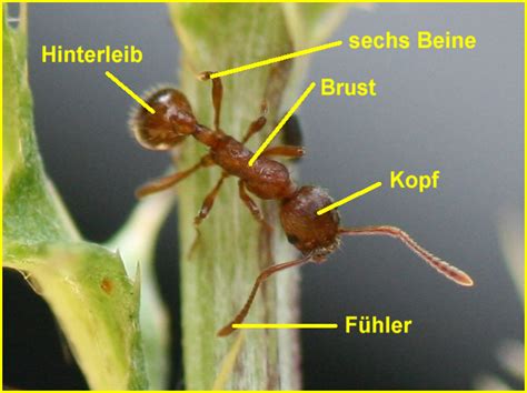 Körperbau der Ameisen Foto Medienwerkstatt Wissen 2006 2024