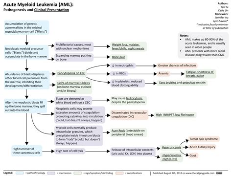 Acute Myeloid Leukemia | Calgary Guide