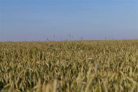 Premium Photo An Agricultural Field Where Ripening Cereals Grow