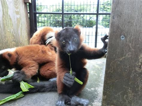 すくすくアカエリマキキツネザル ～2頭の違い～動物トピックス｜ブログ野毛山動物園公式サイト｜公益財団法人 横浜市緑の協会