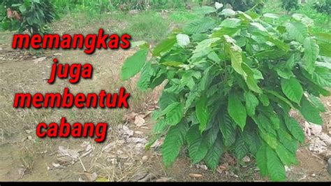 Cara Memangkas Kakao Cara Memangkas Membentuk Cabang Pada Tanaman