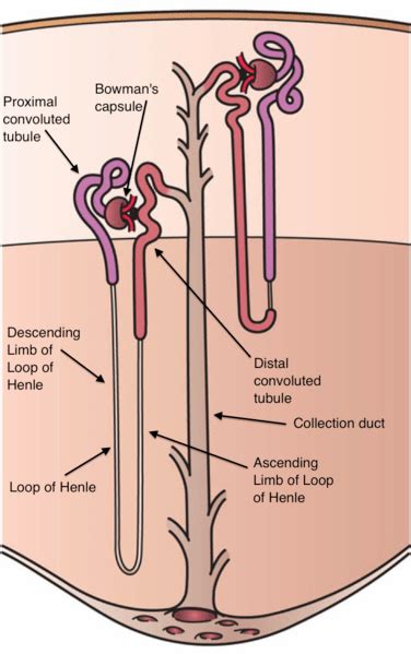 Loop Of Henle Diagram