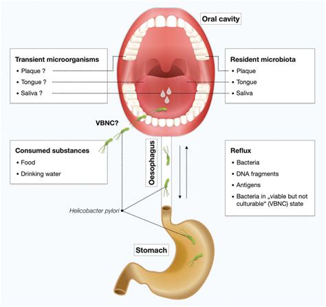 The Cycle Of H Pylori In The Human Body The Question On Whether H