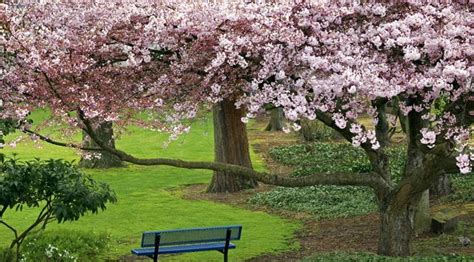 Top 6 Flowering Trees for Your Landscape Yard | Trees Unlimited NJ