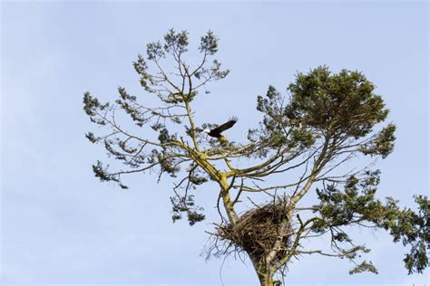 Bald Eagle nest stock photo. Image of bird, eagle, nature - 164753922